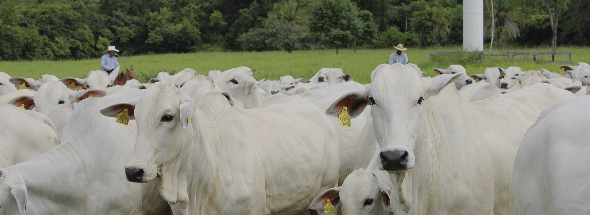 Inovação e Qualidade na Criação de Gado